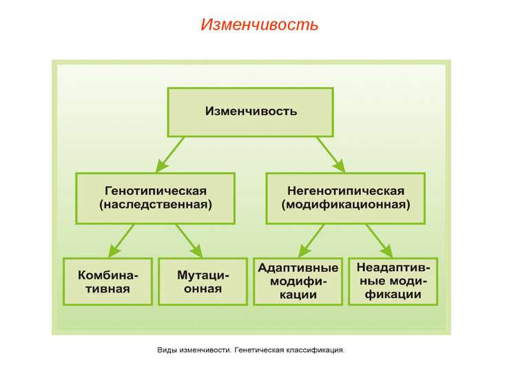 Модификационная изменчивость презентация пименов