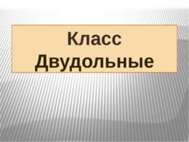 Класс Двудольные