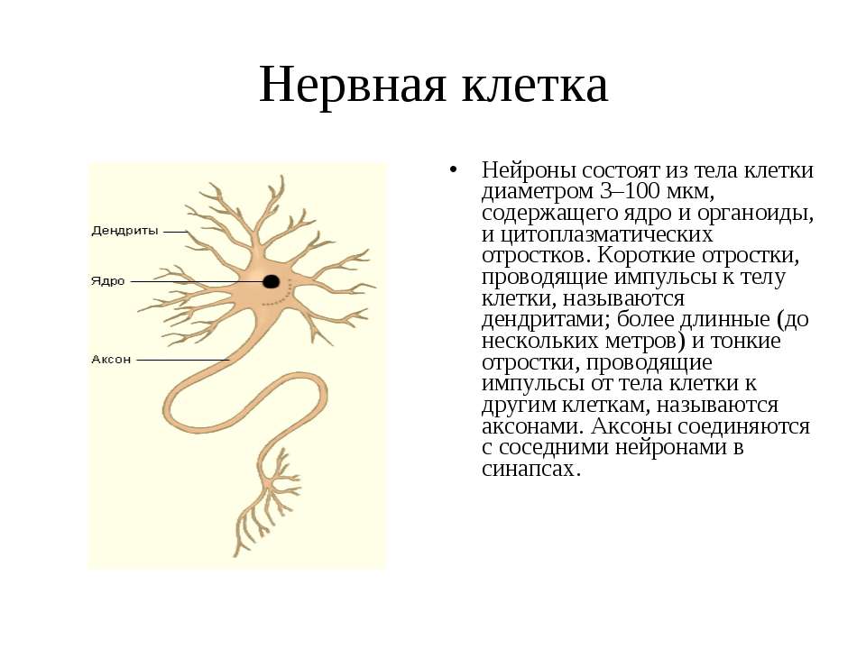 Нервные клетки образуют. Из чего состоит нервная клетка человека. Нервные клетки имеют два вида отростков. Из чего состоит клетка нервной системы. Нервная ткань ядро тело клетки.