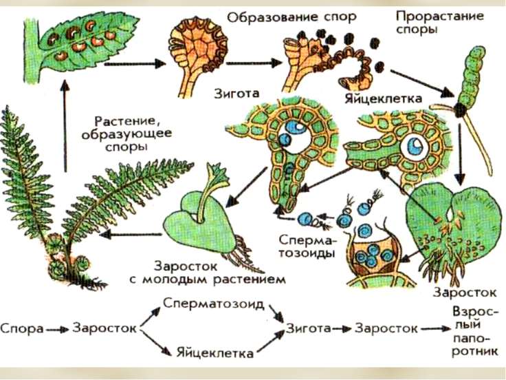 Рисунок размножения голосеменных растений