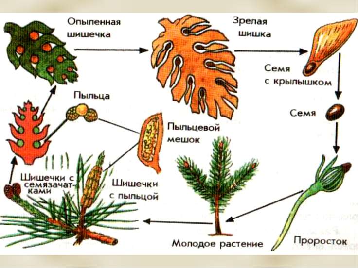 Рисунок размножение голосеменных