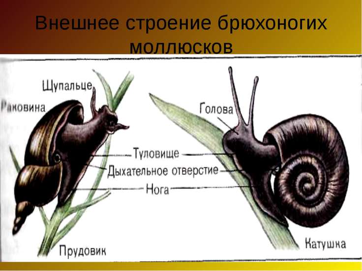 Скачать бесплатно презентацию класс брюхоногие