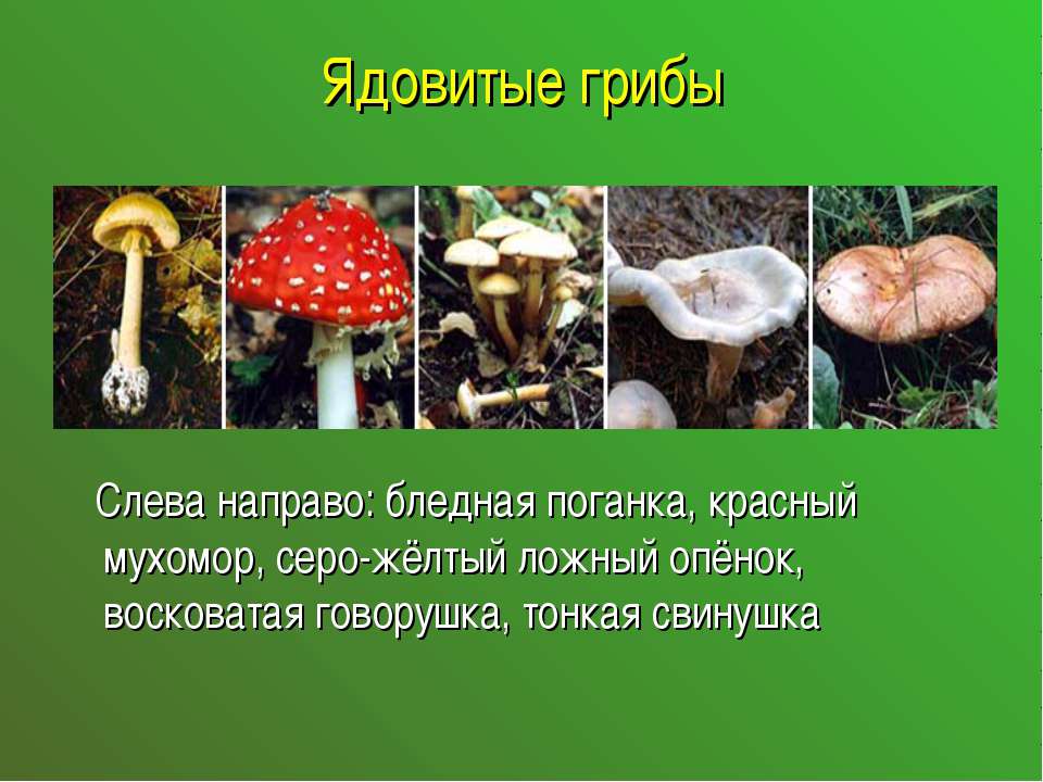 Шляпочные грибы на 5 тему класс реферат