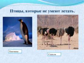 Птицы, которые не умеют летать