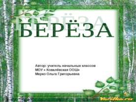 Берёза