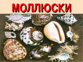 Моллюски