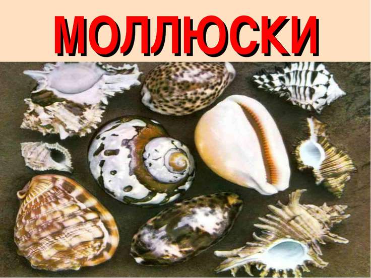 Моллюски фото с названиями для детей