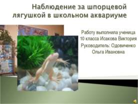 Наблюдение за шпорцевой лягушкой в школьном аквариуме