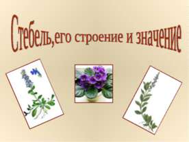Стебель,его строение и значение