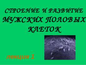 Строение и развитие мужских половых клеток