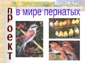 В мире пернатых