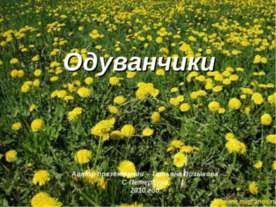 Одуванчики