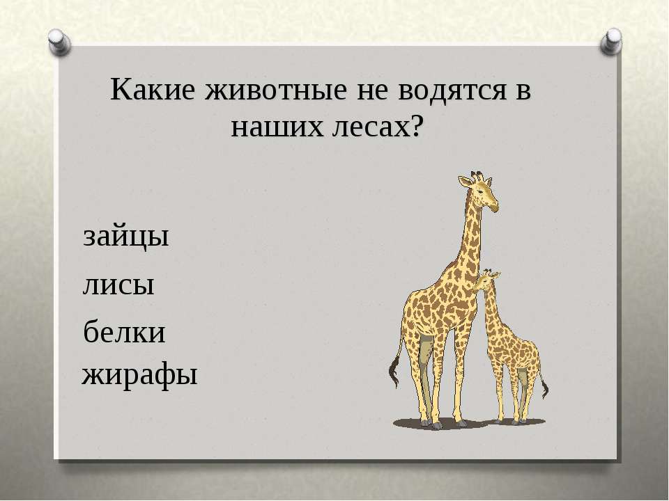 Твердые звуки в слове жирафов. Жираф 1 класс. Цветовая схема слова Жираф. Белки и Жираф. Схема слова Жираф 1 класс.