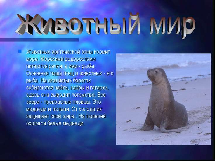 доклад о арктике для 4 класса