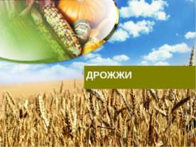 ДРОЖЖИ