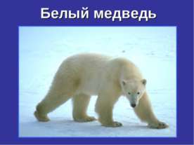 Белый медведь