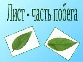 Лист - часть побега