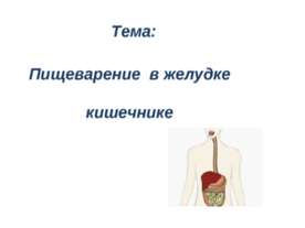 Пищеварение в желудке кишечнике