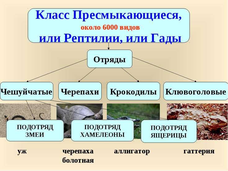 Класс рептилии презентация 7 класс