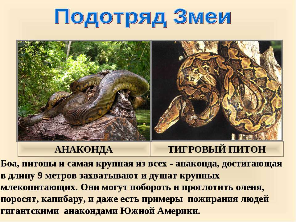 Характеристика человека змея. Змеи презентация. Сообщение о змее питон. Интересные факты о петоне. Змеи представители пресмыкающихся.