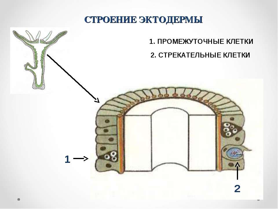 Эктодерма и энтодерма рисунок