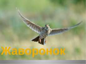 Жаворонок