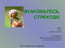 Знакомьтесь. Стрекоза