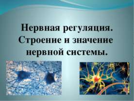 Нервная регуляция. Строение и значение нервной системы