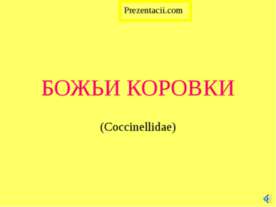 Божьи коровки