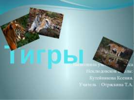 Тигры