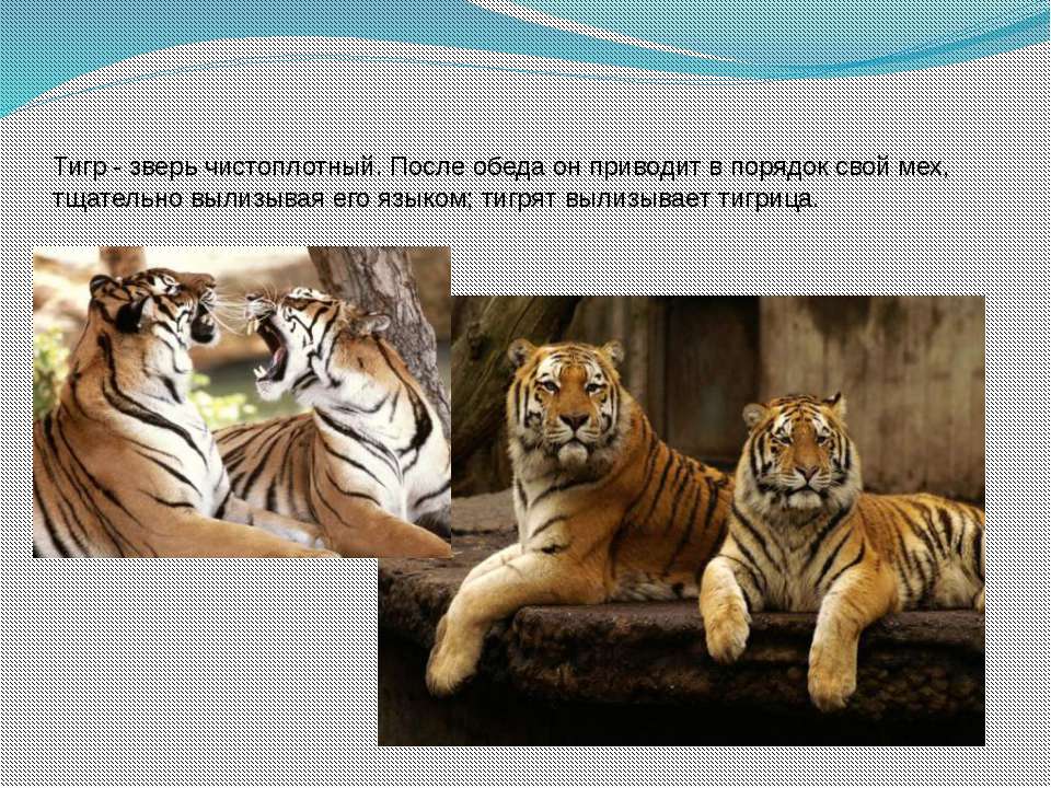 Годы после тигра. Тигр для презентации. Презентация о тиграх. Презентация про тигра. Амурский тигр презентация.