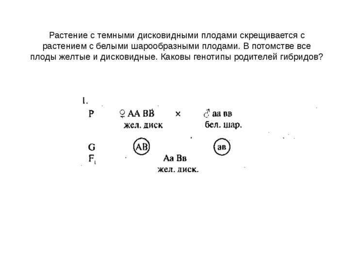 Каковы генотипы белых морских свинок. Каковы генотипы родителей. Каковы генотипы родителей и потомства?. Тыкву имеющую желтые плоды дисковидной формы. Генотип полученного потомства с дисковидными плодами.