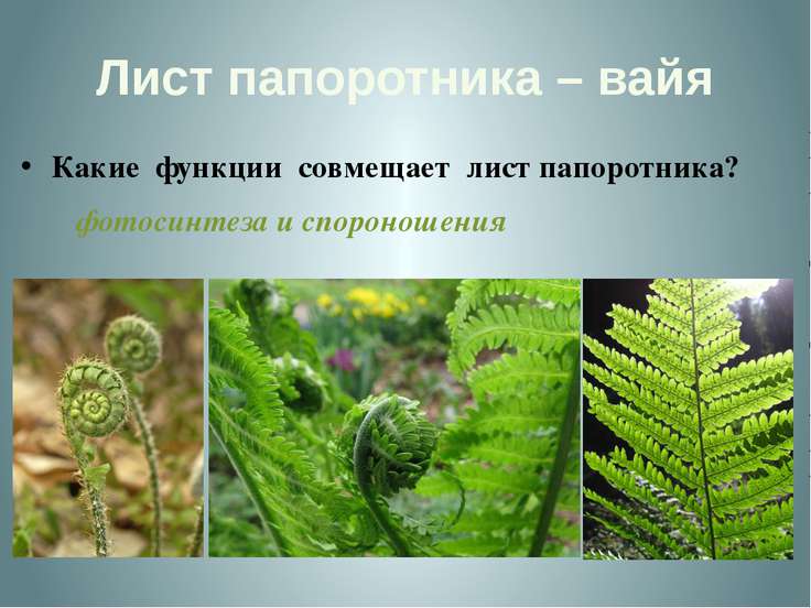 Скачать доклад на тему папоротник 6 класс