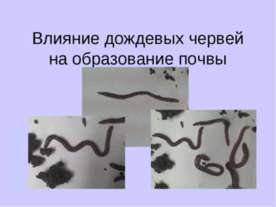 Влияние дождевых червей на образование почвы