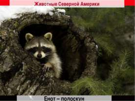 Животные Северной Америки