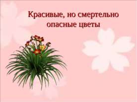 Красивые, но смертельно опасные цветы