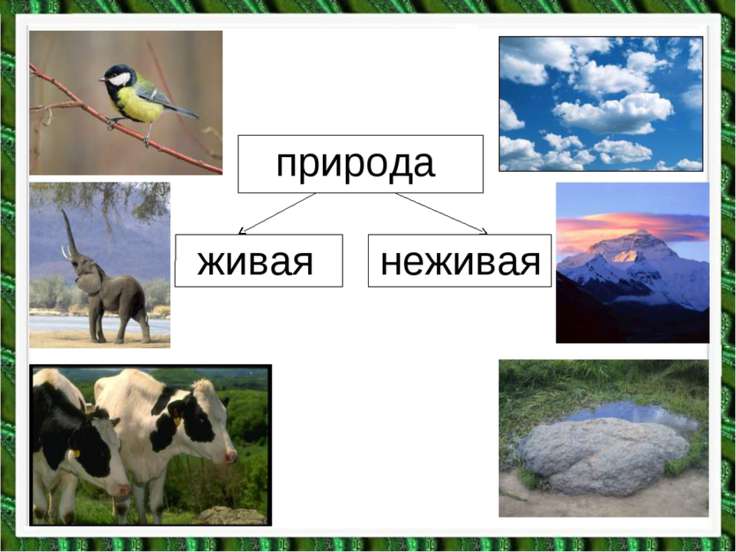 Многообразие живой природы охрана природы 6 класс презентация