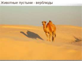 Животные пустыни