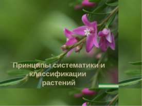 Принципы систематики и классификации растений