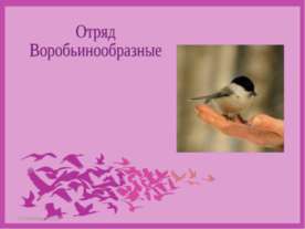 Отряд Воробьинообразные
