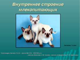 Внутреннее строение млекопитающих