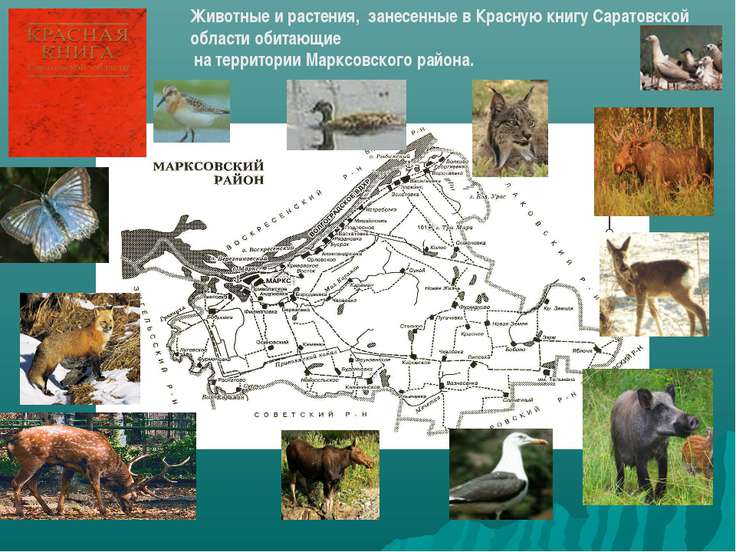 Красная книга саратовской области фото