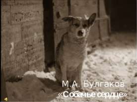 Собачье сердце