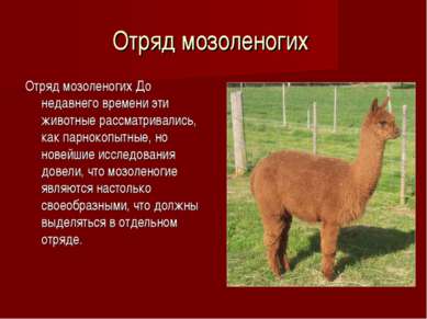 ТОП – Самые интересные животные мира. Мир животных Размеры и среда обитания — иллюстрация 15