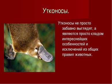 ТОП – Самые интересные животные мира. Мир животных Размеры и среда обитания — иллюстрация 9