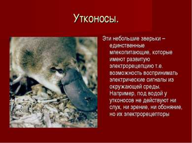 ТОП – Самые интересные животные мира. Мир животных Размеры и среда обитания — иллюстрация 10
