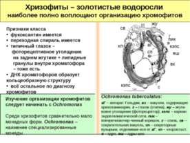 Хризофиты – золотистые водоросли