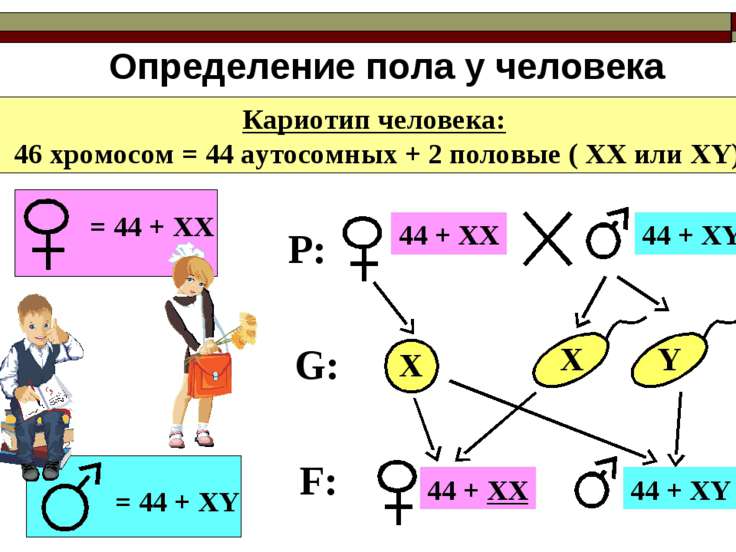 Пол человека картинка