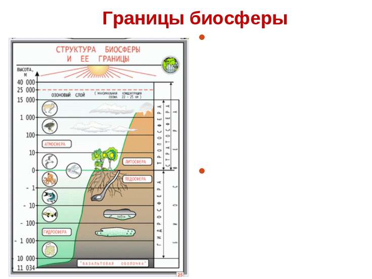 Рисунок биосферы 6 класс