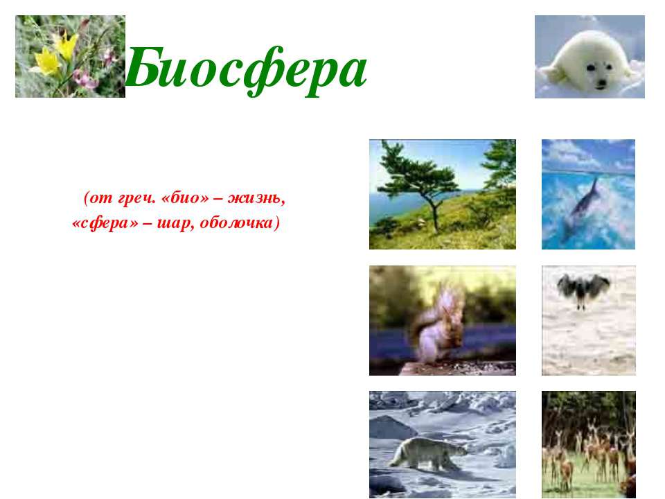 Человек и биосфера 6 класс география презентация